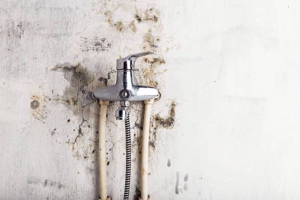 Best Emergency Mold Removal  in Sour Lake, TX