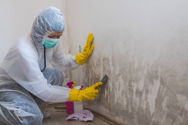 Best Best Mold Removal Companies  in Sour Lake, TX