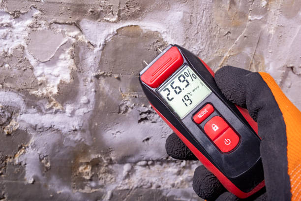 Best Affordable Mold Removal  in Sour Lake, TX