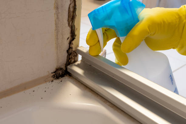 Best Home Mold Removal  in Sour Lake, TX