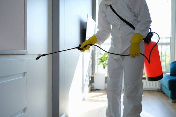 Best Local Mold Removal Service  in Sour Lake, TX