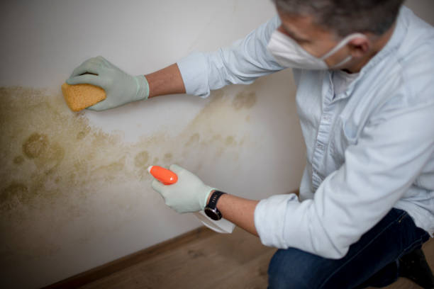 Best Crawl Space Mold Removal  in Sour Lake, TX
