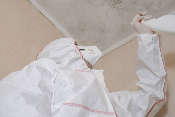 Best Local Mold Removal Service  in Sour Lake, TX