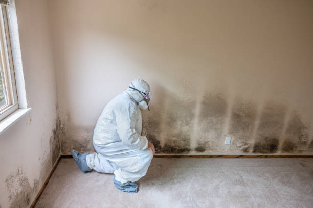 Best Local Mold Removal Service  in Sour Lake, TX