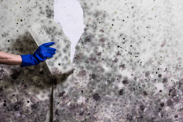 Best Same-Day Mold Removal  in Sour Lake, TX