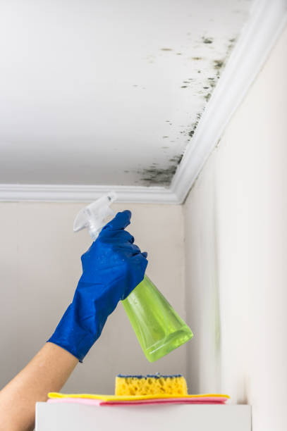 Best Attic Mold Removal  in Sour Lake, TX