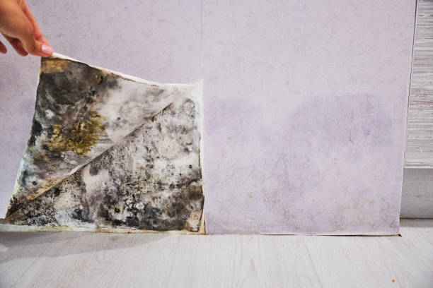 Best Attic Mold Removal  in Sour Lake, TX